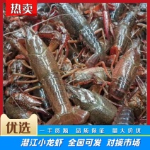 湖北潜江【潜江小龙虾】肉质饱满规格齐全稳定供应欢迎电联