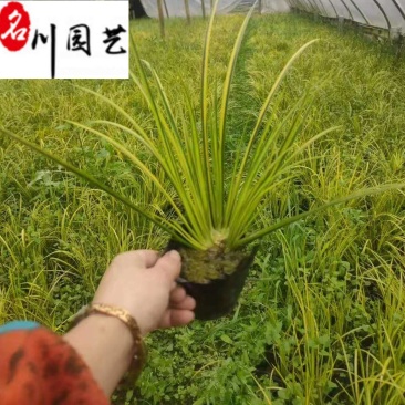 金叶菖蒲苗圃基地自产自销优质水体湿地绿化观赏草