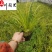 金叶菖蒲苗圃基地自产自销优质水体湿地绿化观赏草