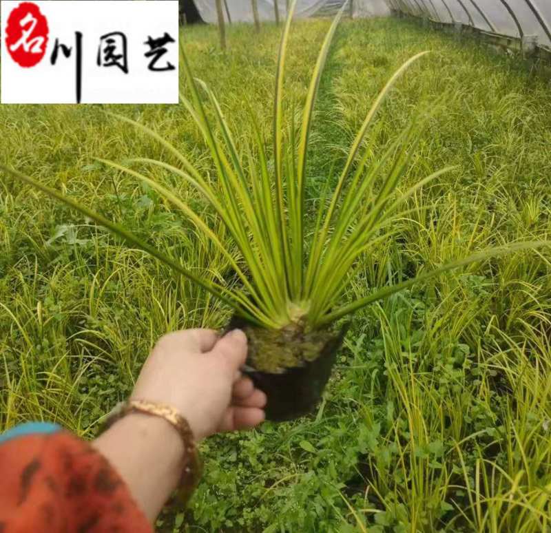 金叶菖蒲苗圃基地自产自销优质水体湿地绿化观赏草