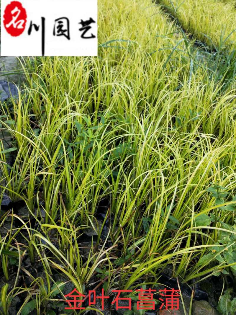 金叶菖蒲苗圃基地自产自销优质水体湿地绿化观赏草
