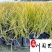 金叶菖蒲苗圃基地自产自销优质水体湿地绿化观赏草