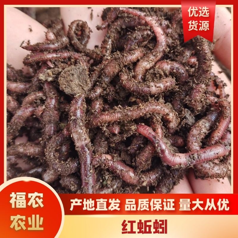 【精品蚯蚓】蚯蚓干大平二号红蚯蚓自然晾干山东直发来电优惠