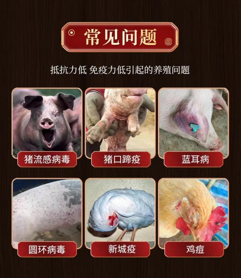 可溶性粉多维黄芪多糖提取物颗粒饲料包邮正品