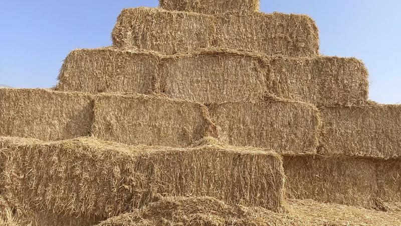 2023新小麦秸秆一次成型大方捆万吨草场直发诚信合作来电