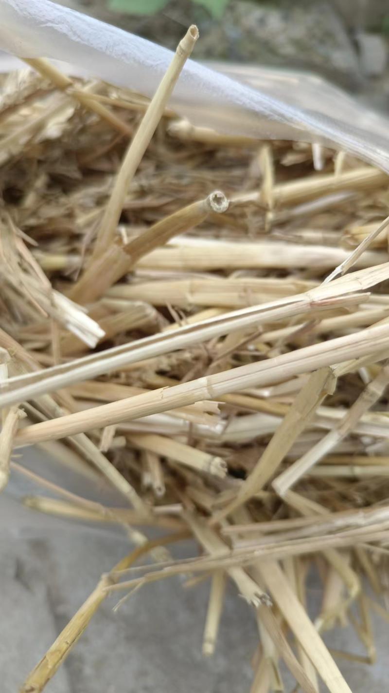 2023新小麦秸秆一次成型大方捆万吨草场直发诚信合作来电