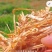 2025新小麦秸秆一次成型大方捆万吨草场直发诚信合作来电