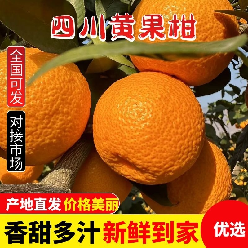 四川汉源黄果柑皮薄肉厚多汁一手货源产地直发欢迎电话联系