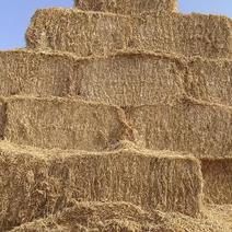 小麦秸秆一次成型大方捆菌草标准牛草标准基地直发来电洽谈