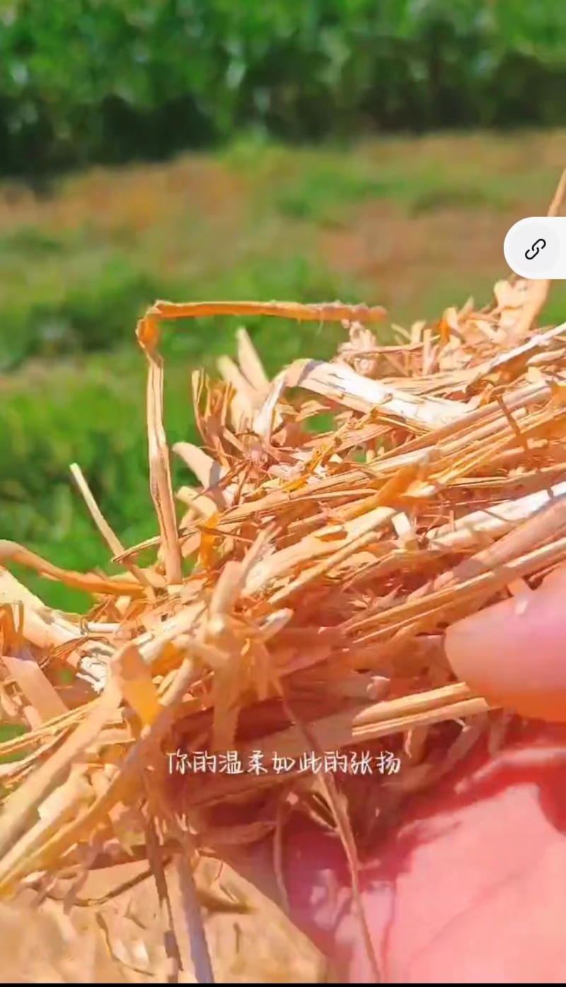 小麦秸秆一次成型大方捆菌草标准牛草标准基地直发来电洽谈