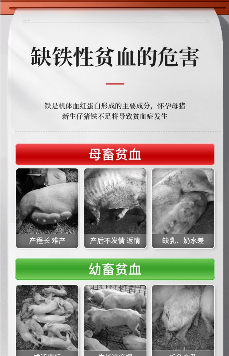 血源补铁补血猪保健仔猪小羊猪铁锌生血素仔猪断奶宝饲料添加