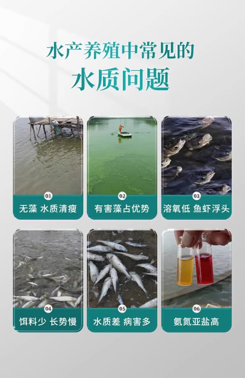 小球藻藻种浓缩藻种复合藻种肥水培藻增氧水产养殖专用小球藻
