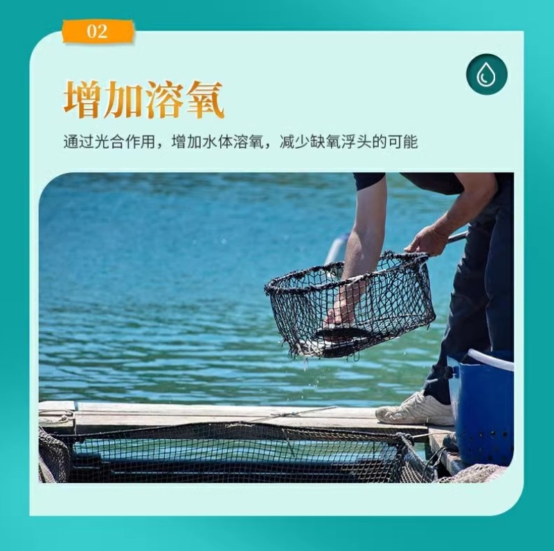 小球藻藻种浓缩藻种复合藻种肥水培藻增氧水产养殖专用小球藻