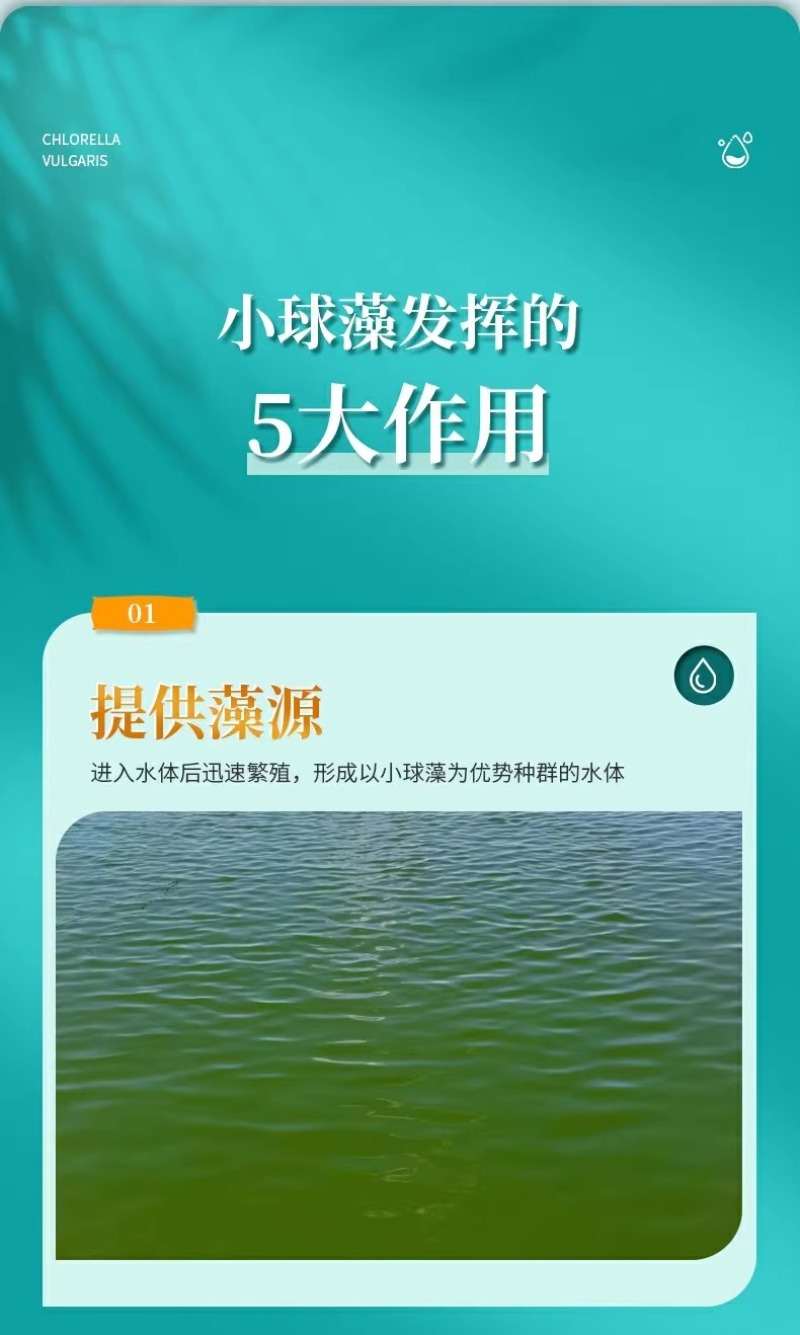小球藻藻种浓缩藻种复合藻种肥水培藻增氧水产养殖专用小球藻