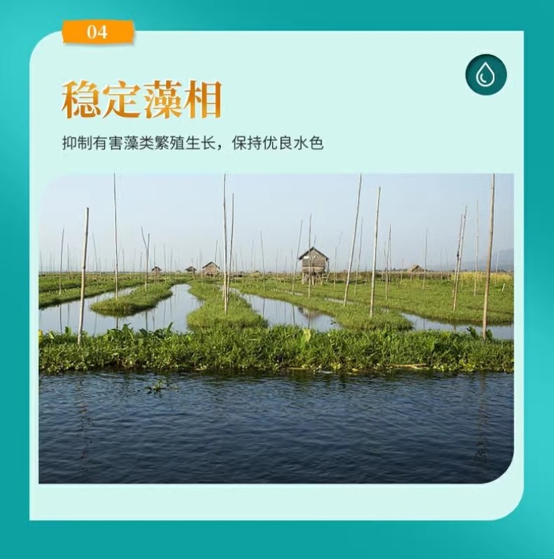 小球藻藻种浓缩藻种复合藻种肥水培藻增氧水产养殖专用小球藻