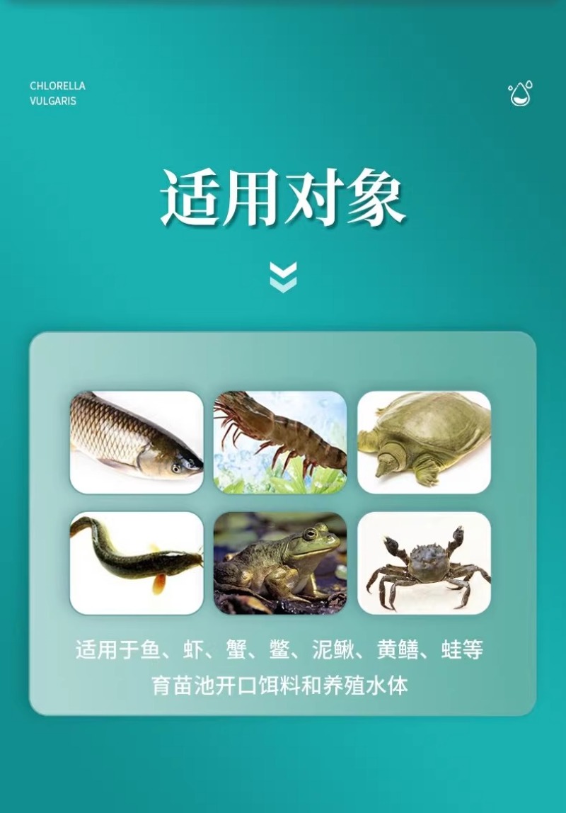 小球藻藻种浓缩藻种复合藻种肥水培藻增氧水产养殖专用小球藻