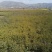 【云杉苗】优质杉树苗80-150厘米苗圃直发提供技术