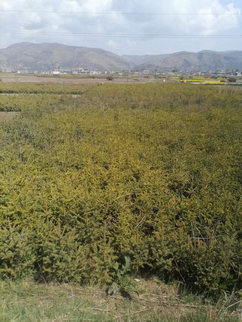 【云杉苗】优质杉树苗80-150厘米苗圃直发提供技术