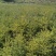 【云杉苗】优质杉树苗80-150厘米苗圃直发提供技术