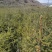 【云杉苗】优质杉树苗80-150厘米苗圃直发提供技术