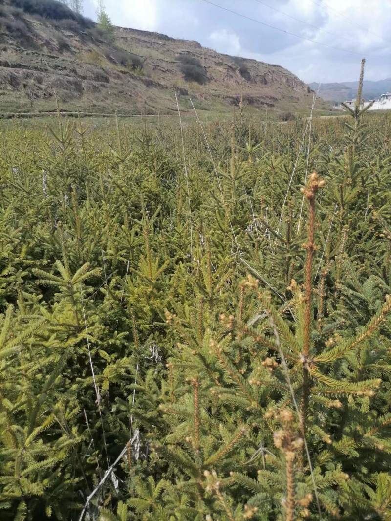 【云杉苗】优质杉树苗80-150厘米苗圃直发提供技术
