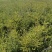 【云杉苗】优质杉树苗80-150厘米苗圃直发提供技术