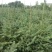 【云杉苗】优质杉树苗80-150厘米苗圃直发提供技术