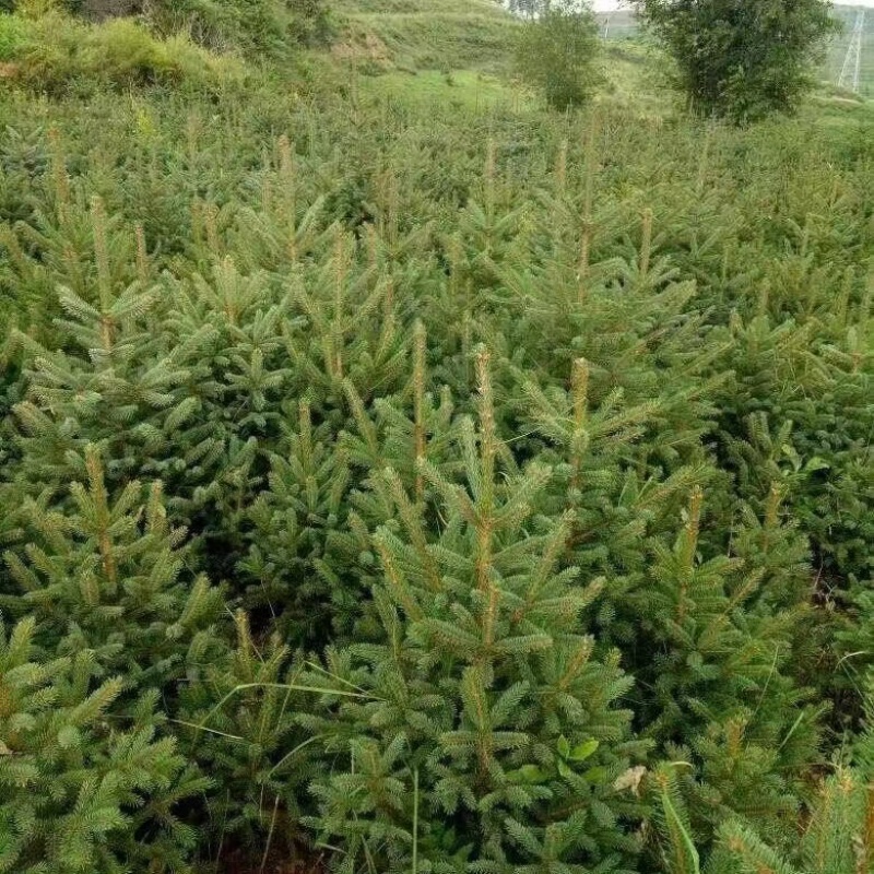 【云杉苗】优质杉树苗80-150厘米苗圃直发提供技术