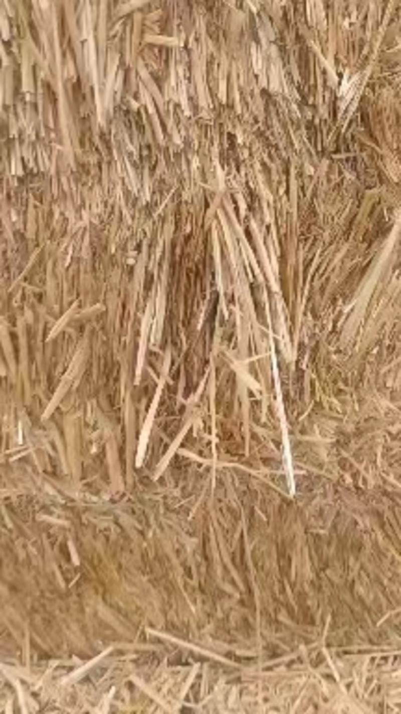 小麦秸秆柔丝除尘五道绳牛商推荐万吨草场直供来电洽谈诚信