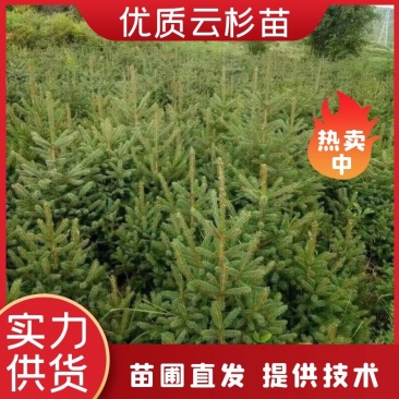 【云杉苗】优质杉树苗80-150厘米苗圃直发提供技术