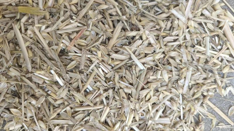 散装小麦麦糠大型面粉厂小麦糠无土无膜无霉变万吨草场直发