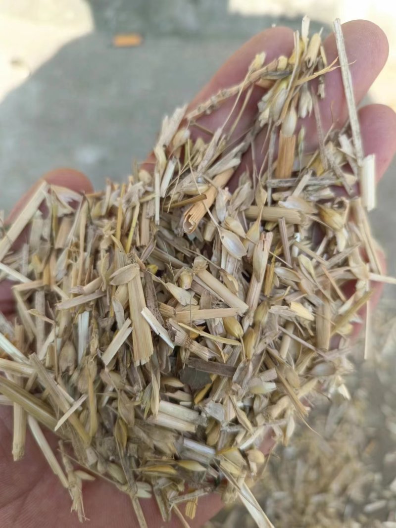 散装小麦麦糠大型面粉厂小麦糠无土无膜无霉变万吨草场直发