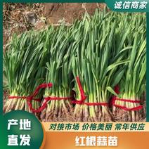 江苏徐州红根蒜苗新品上市质量保证品种纯正欢迎