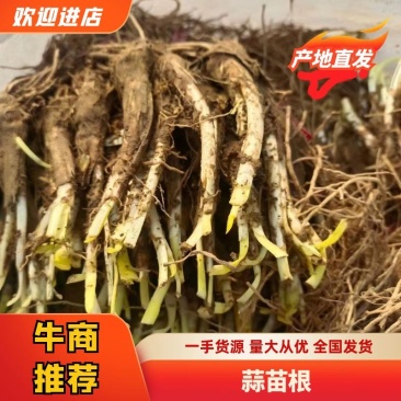江苏徐州【韭菜根】对接全国电商基地直发欢迎抢
