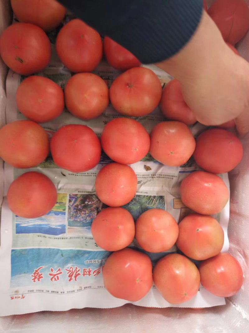 【西红柿】诚信合作社提供优质大红西红柿欢迎选购一手货源