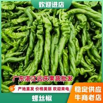 湛江产地螺丝椒，大量供应中，质量保证，货源丰富专业代办