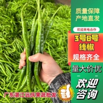 广东鲜辣椒3号8号线椒，精选辣椒产地代办代收诚信合作