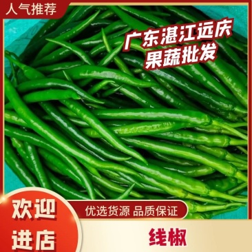 广东鲜辣椒3号线椒，精选线椒，基地直发，大量供应
