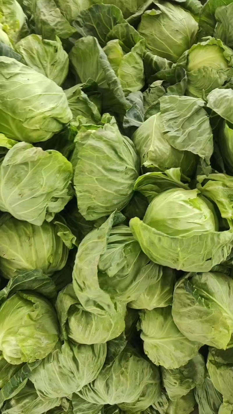 中甘甘蓝郯城县红花乡甘蓝（中甘21甘蓝)，牛心菜量大从优