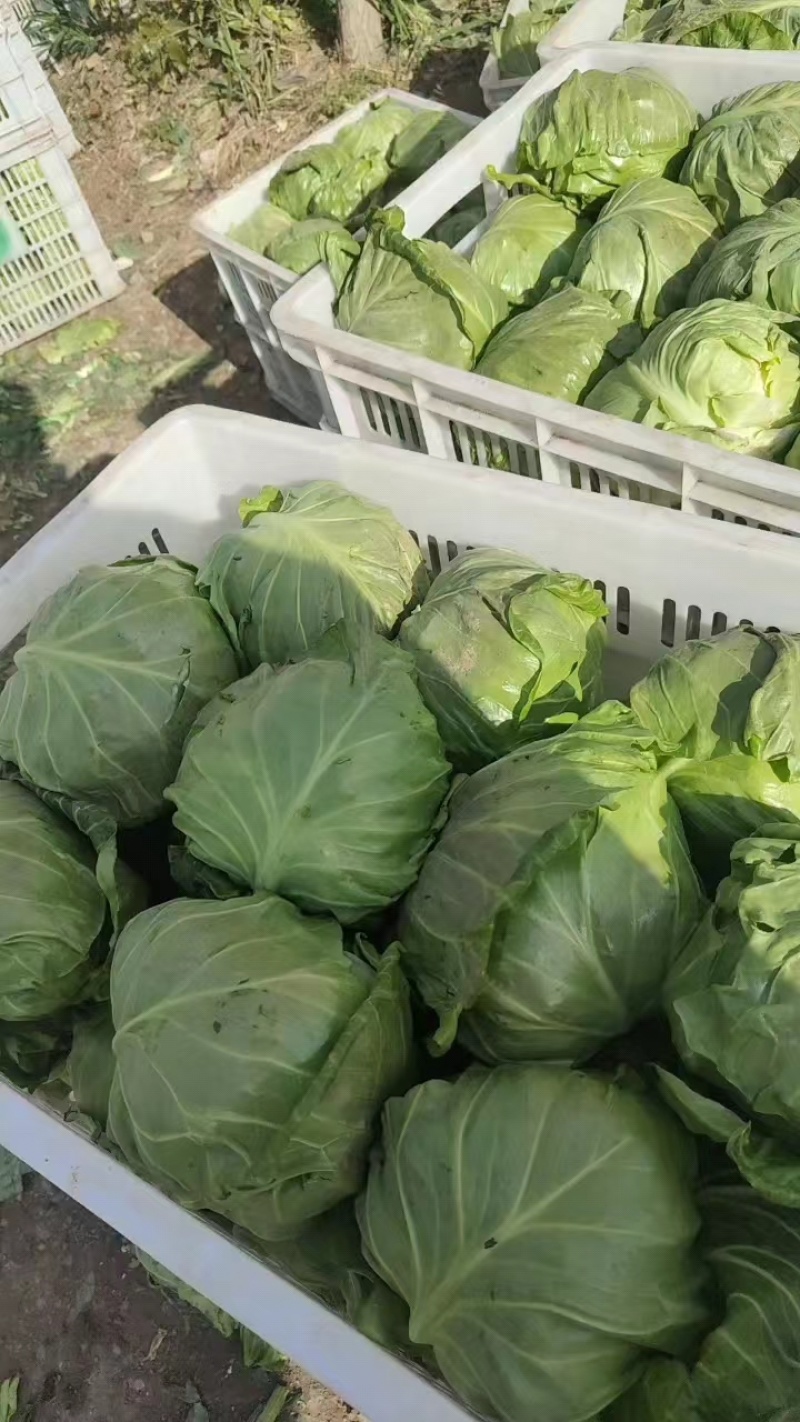 中甘甘蓝郯城县红花乡甘蓝（中甘21甘蓝)，牛心菜量大从优