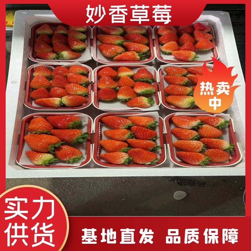 大量供应优质奶油草莓，【妙香草莓】，甜茶理，各种优质草莓