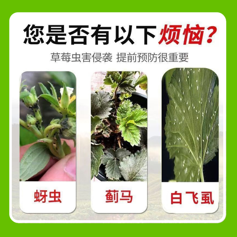 草莓抗性虫害桶混促进剂不伤蜂对高抗红蜘蛛蓟马白粉虱蚜虫特