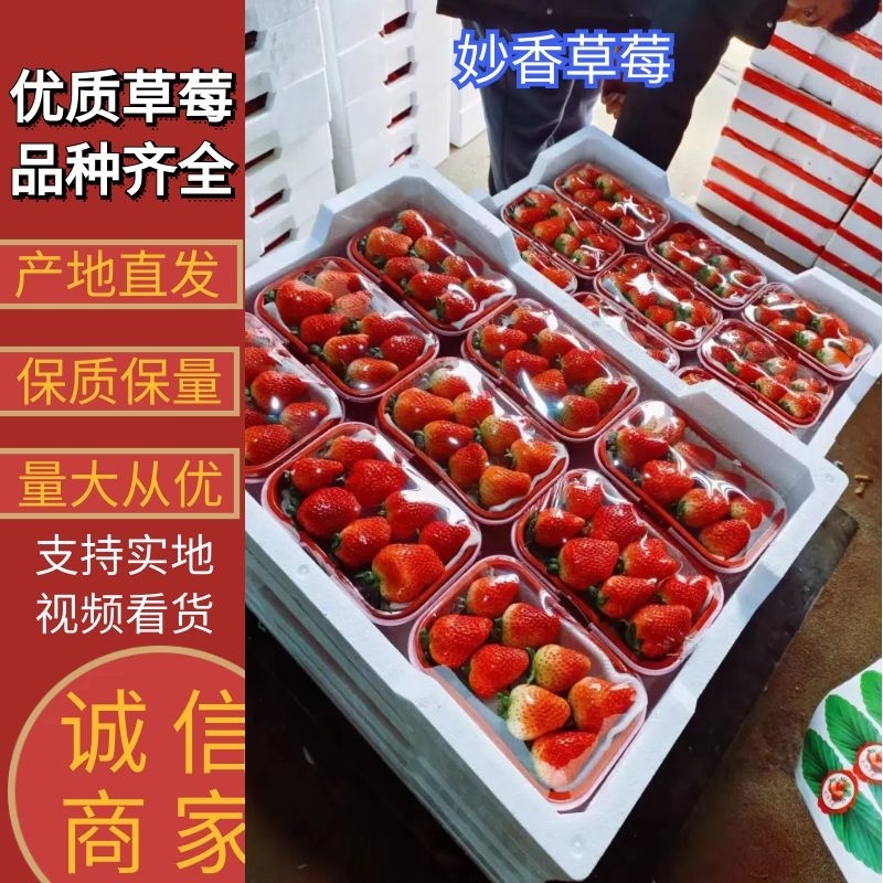 草莓加工果，甜茶理，宁玉，杠二，价优