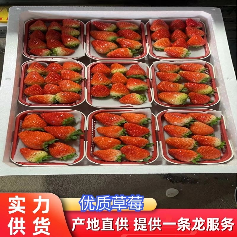 加工果草莓大果【单皮草莓】精选热销中，欢迎前来选购