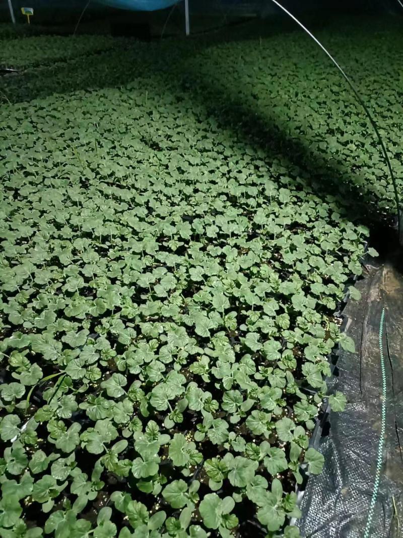 美都西瓜嫁接苗，大量有货，品质保证，保成活率，可视频看货