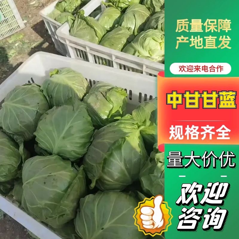 中甘甘蓝郯城县红花乡甘蓝（中甘21甘蓝)，牛心菜量大从优