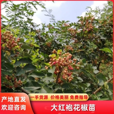 花椒苗0.5~1年