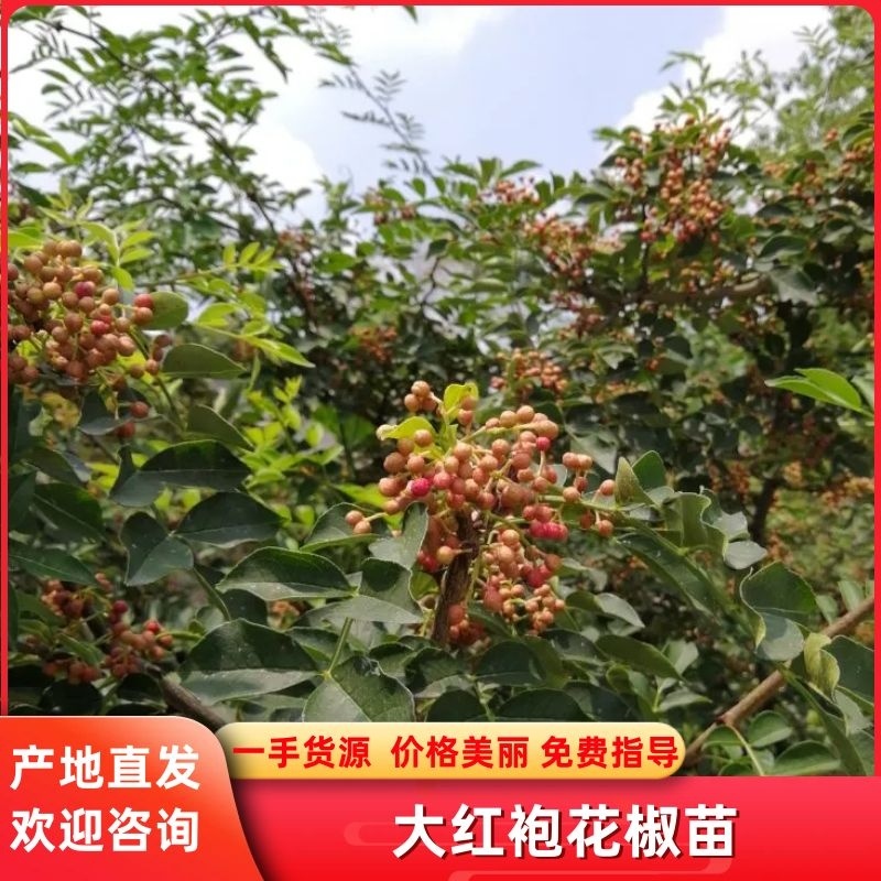 花椒苗0.5~1年