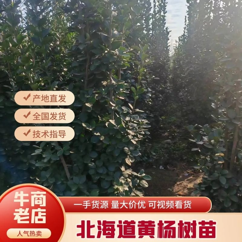 北海道黄杨树苗1-4年生0.3一3米根系好完好