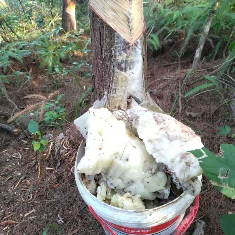 安徽本地松脂，产地直发，一手货源，欢迎来电咨询